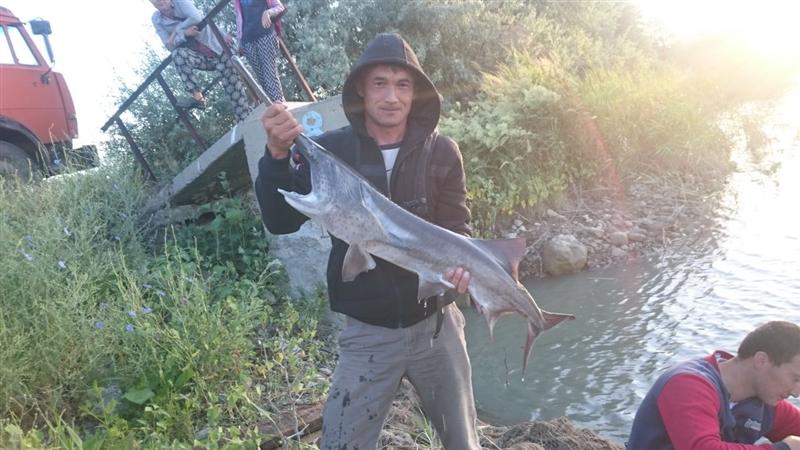 Kegenov Yerlan, a teacher catch of paddlefish Practice in Chilik