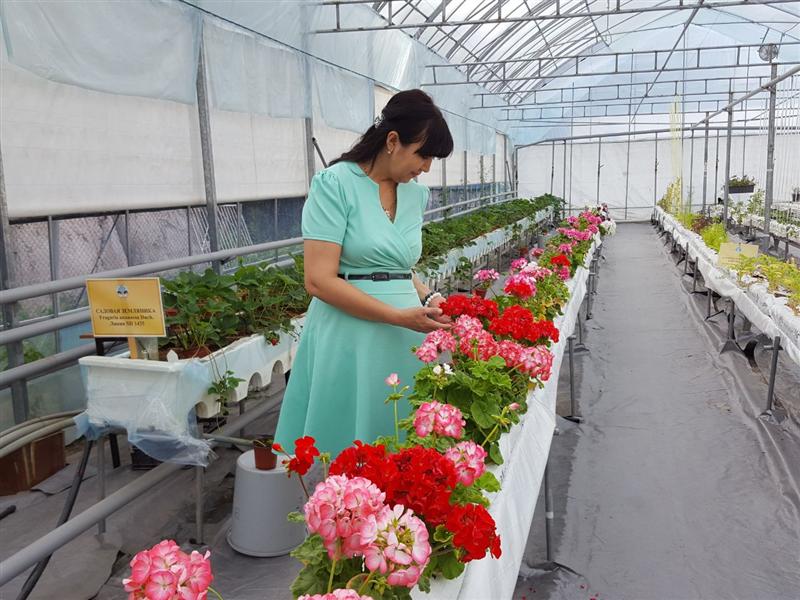 In the greenhouse M.S.Kurmanbaeva
