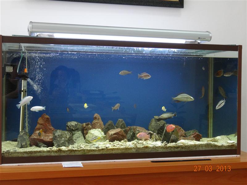 Биология және биотехнология факультетінің деканатындағы аквариум