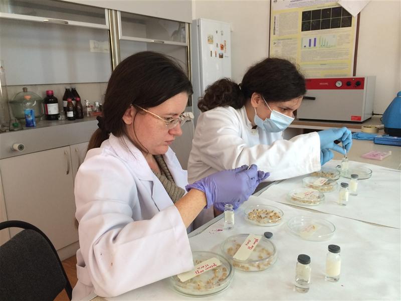 A student from Croatia Dora Persich in the laboratory of mutagenesis