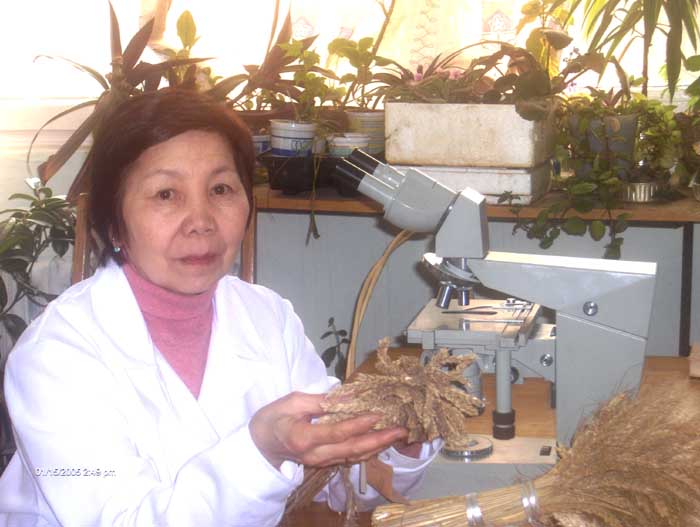 Зав. лабораторией генетики и селекции растении д.б.н.,  профессор Шулембаева К.К. 